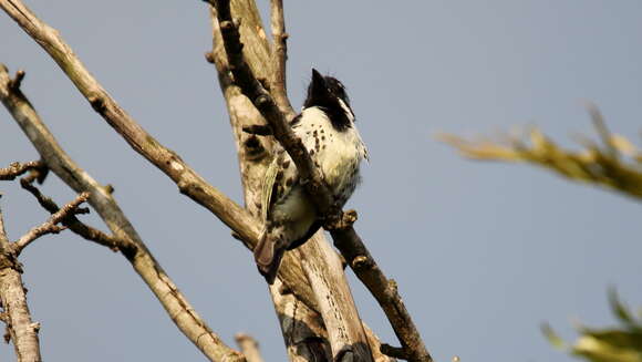 Image of Spot-flanked Barbet