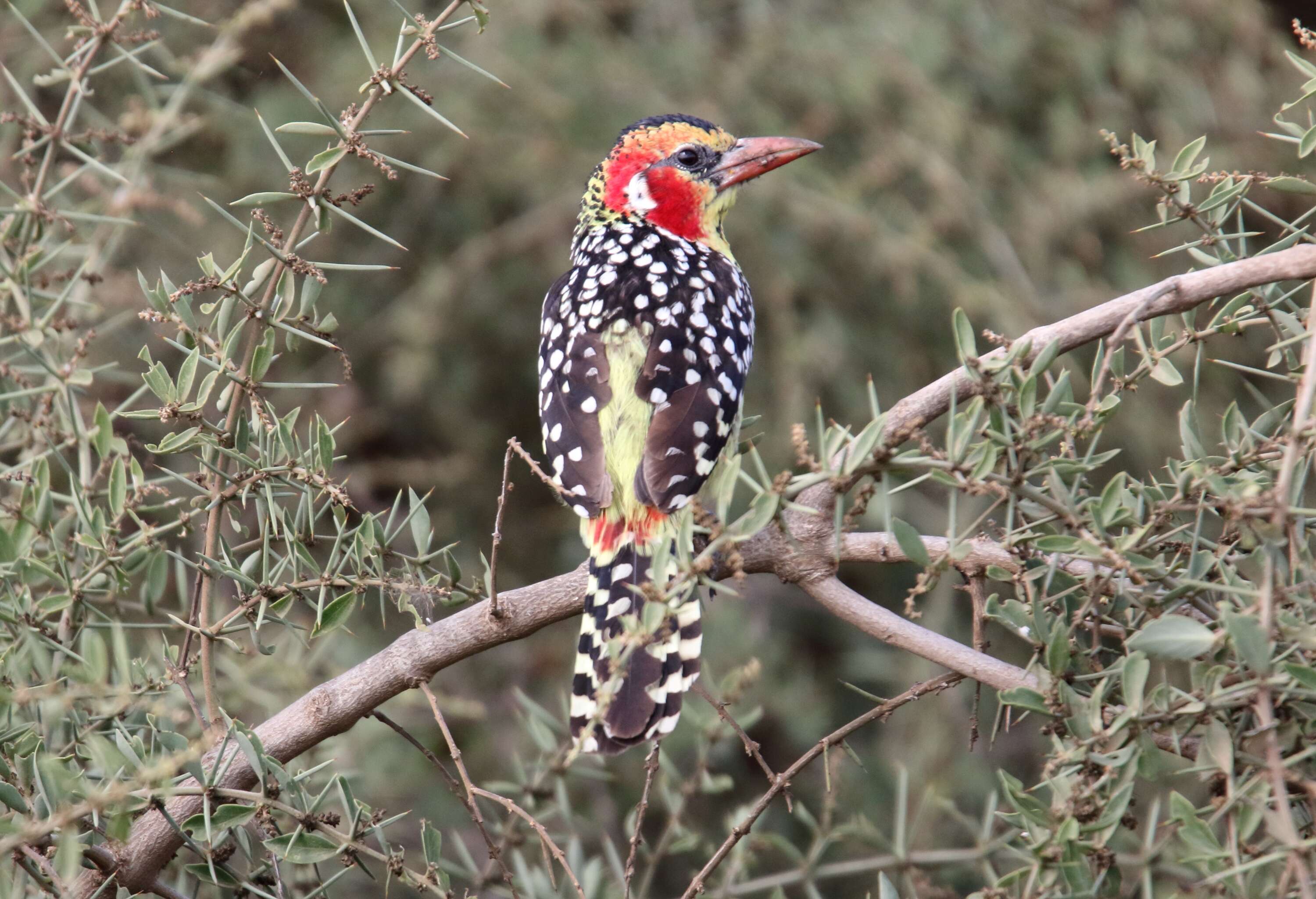 Image of Red-and-yellow Barbet