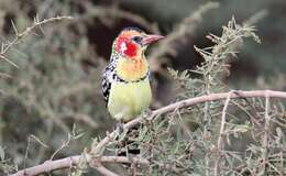 Image of Red-and-yellow Barbet