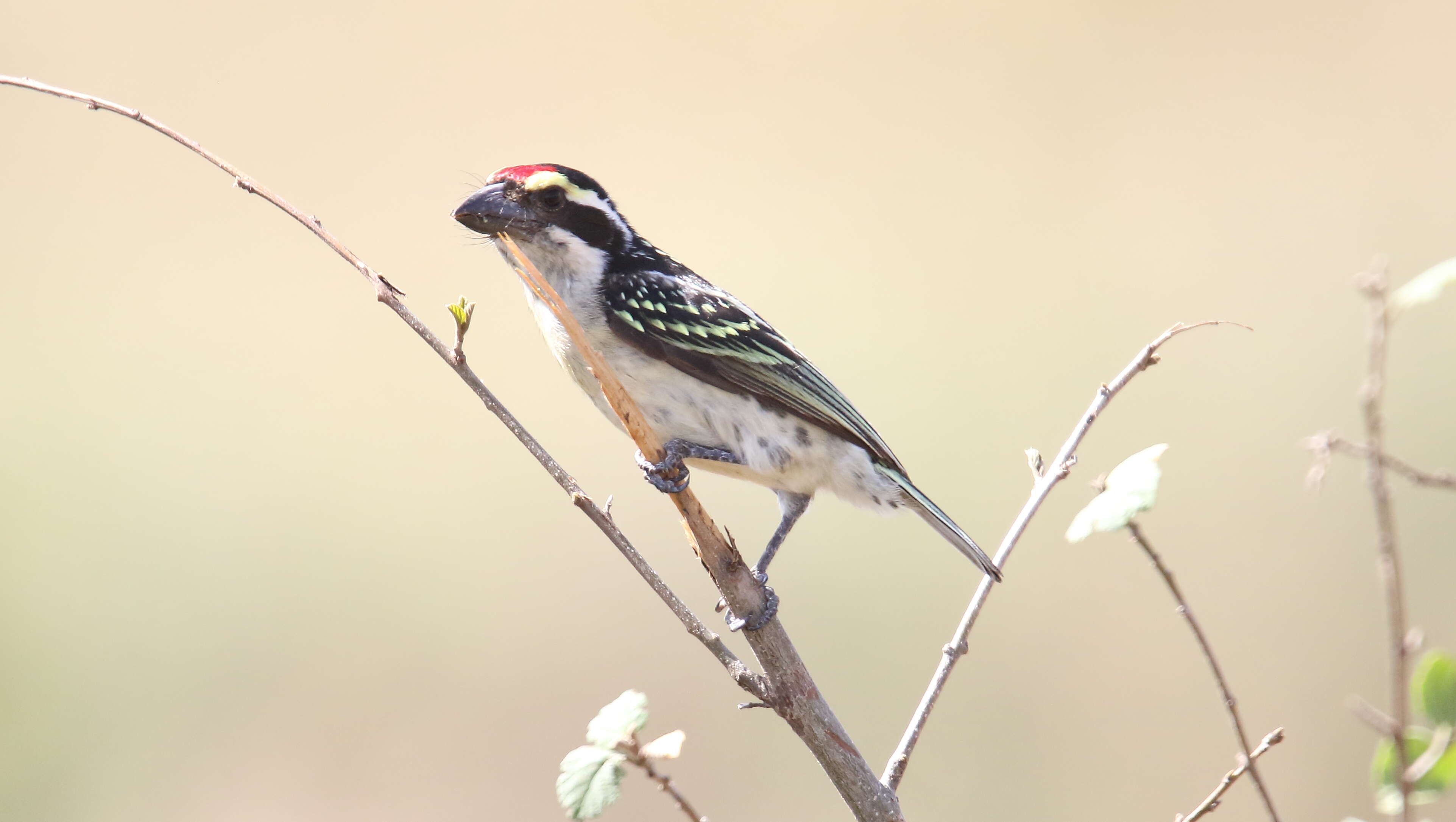 Image of Red-fronted Barbet