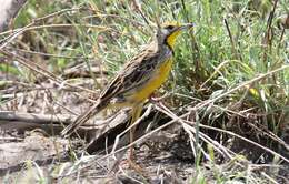 Image of Yellow-throated Longclaw