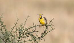 Image of Yellow-throated Longclaw