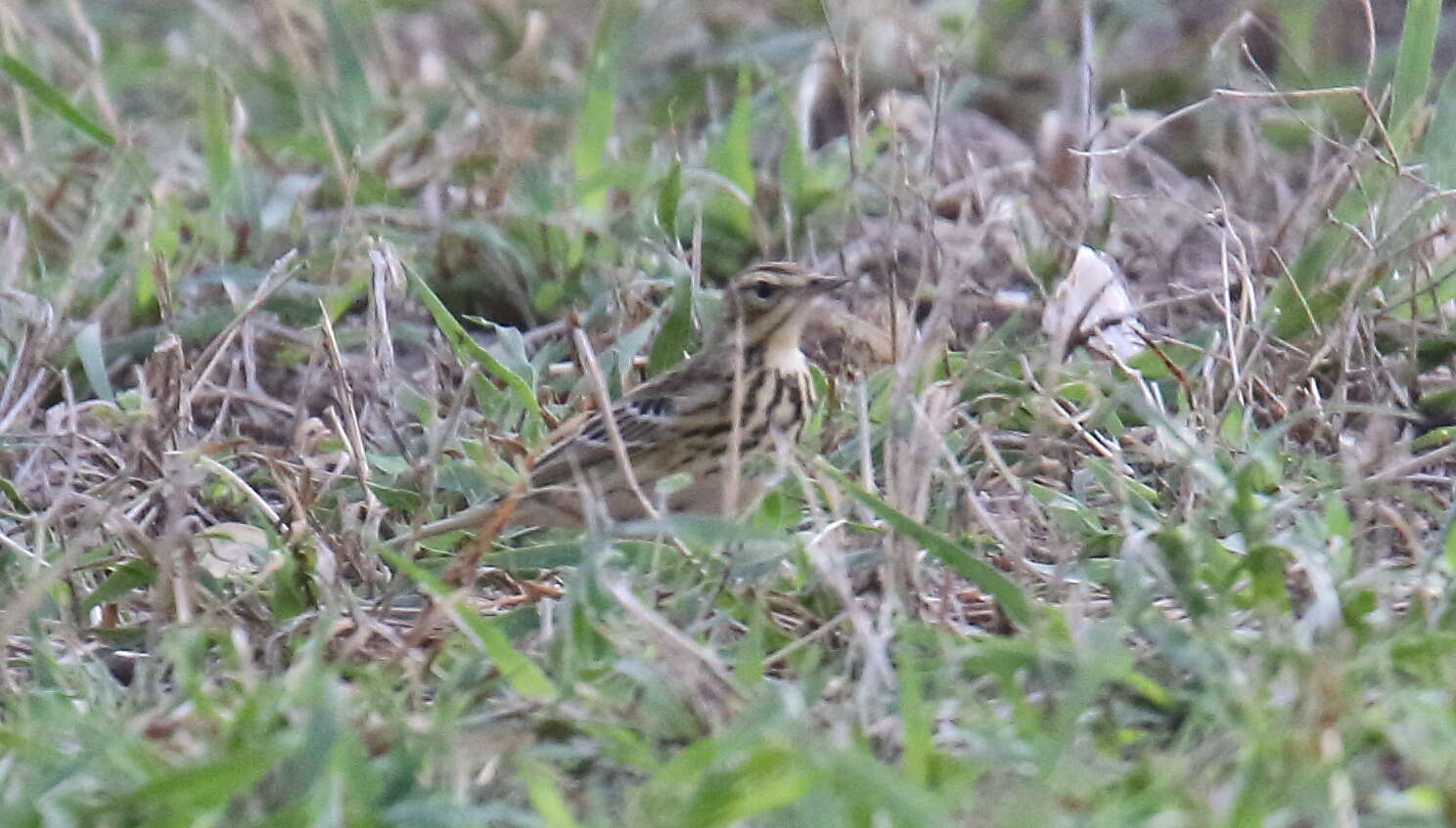 Image of Tree Pipit