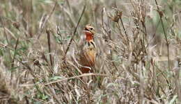 Image of Rosy-breasted Longclaw