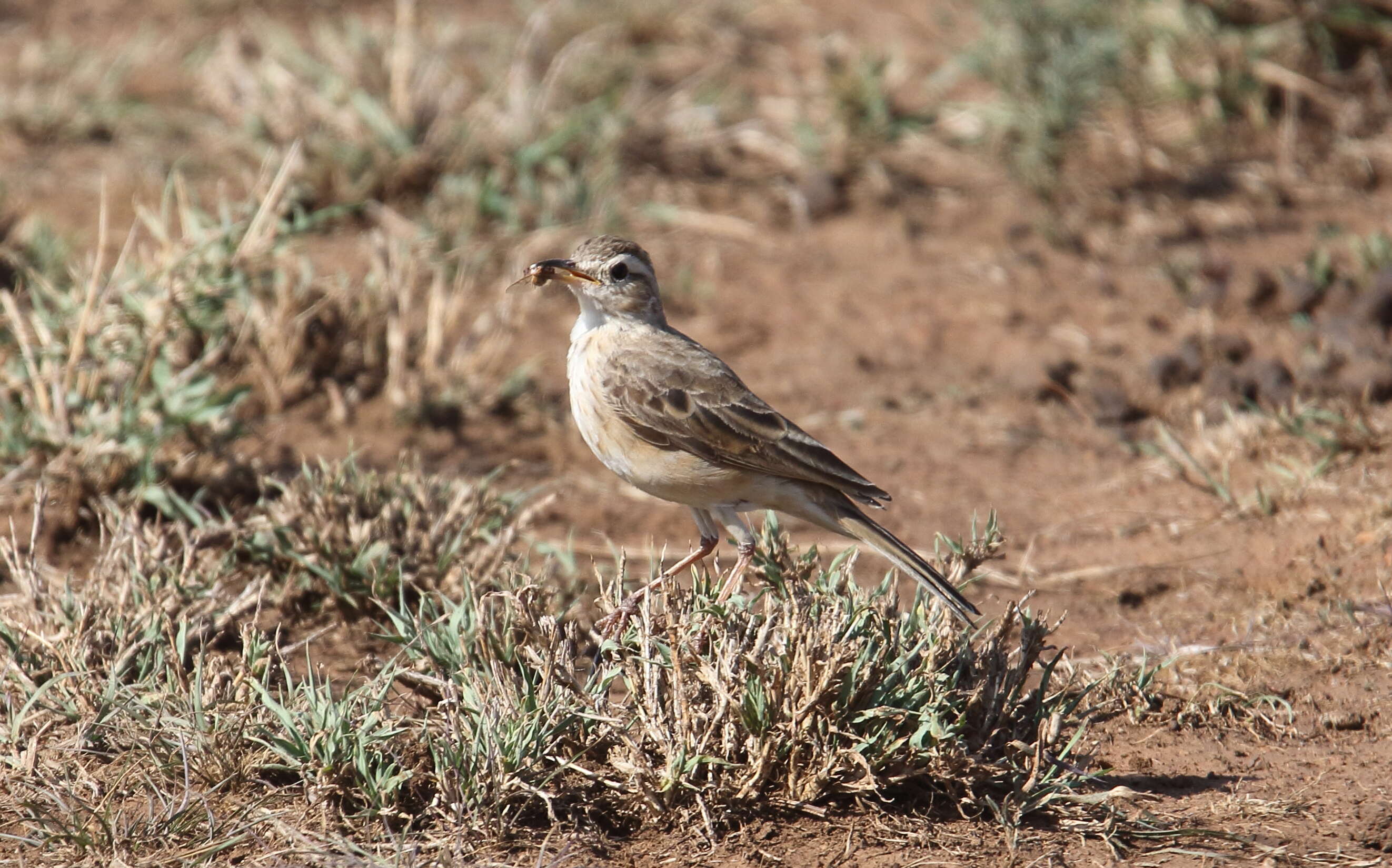 Image of Plain-backed Pipit