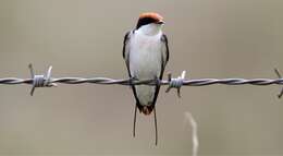 Hirundo smithii Leach 1818 resmi