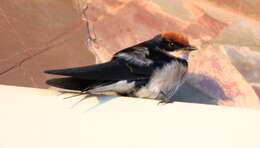 Image of Wire-tailed Swallow