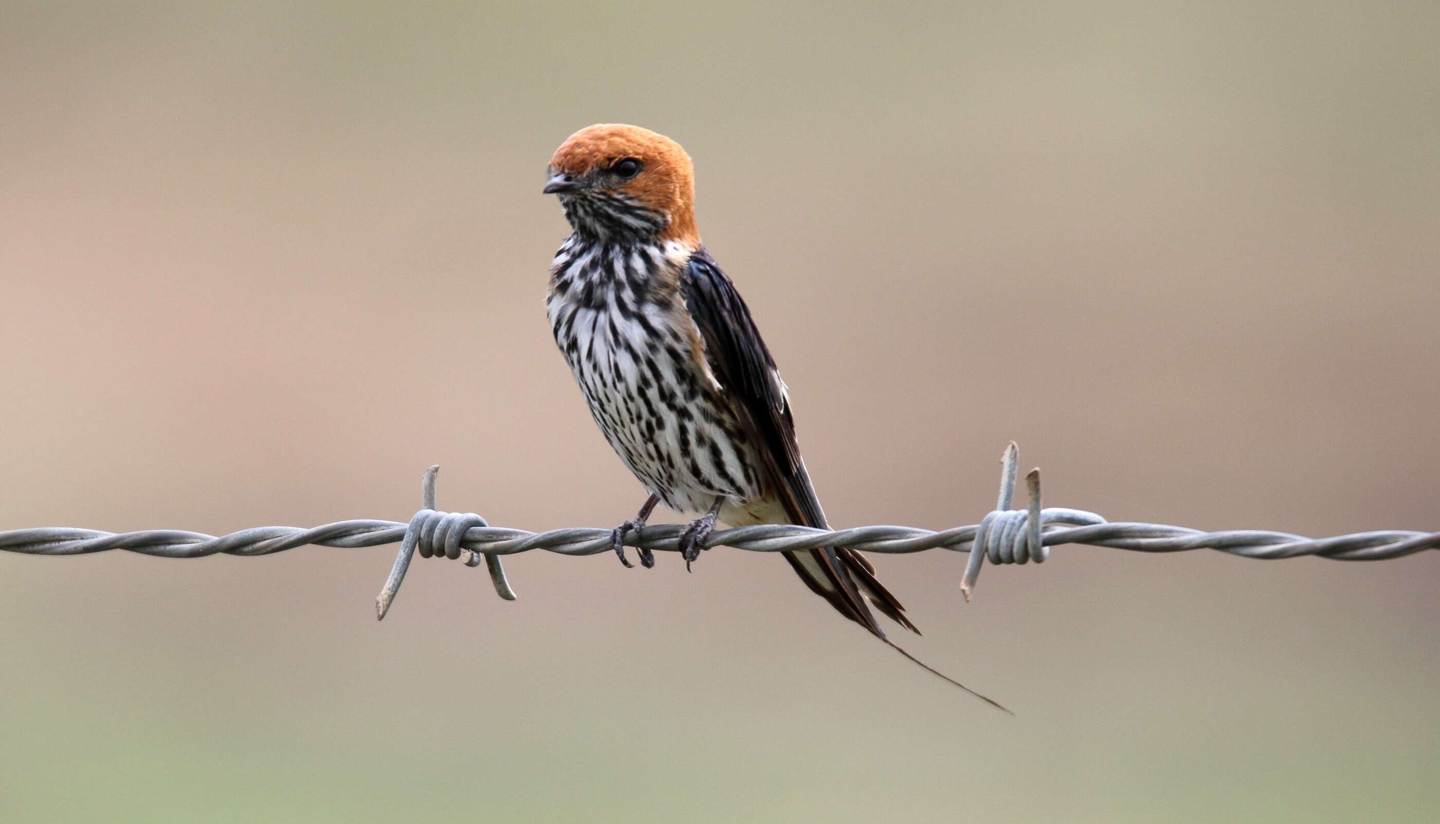 Cecropis abyssinica (Guérin-Méneville 1843) resmi