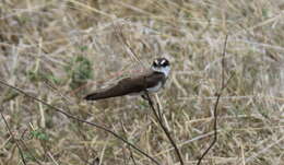 Image of Banded Martin