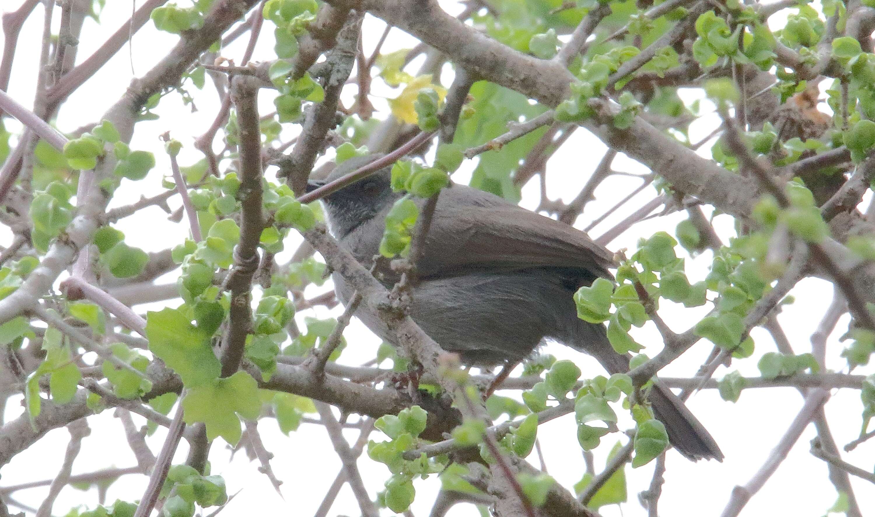 Image de Camaroptère modeste