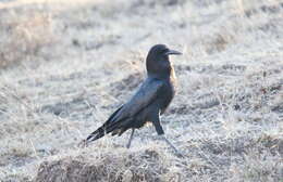 Image of Black Crow