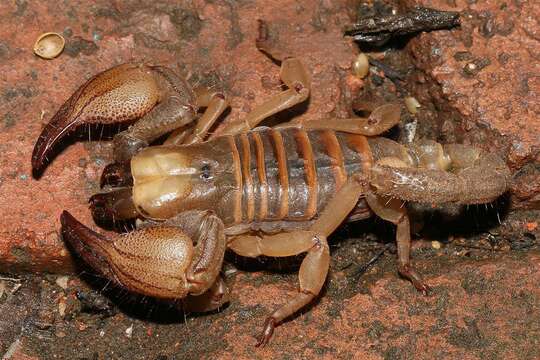 Image of Shiny burrowing scorpion