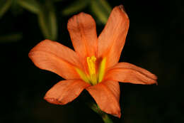 Image of One-leaf Cape tulip