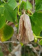 Image of Dioscorea sylvatica Eckl.