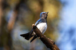 Image of Cyanoptila Blyth 1847