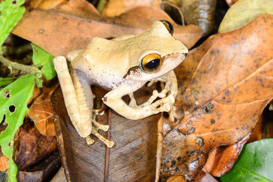 Image of Boophis entingae Glaw, Köhler, De la Riva, Vieites & Vences 2010