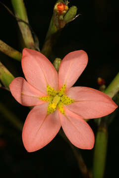 Image of two-leaf Cape tulip