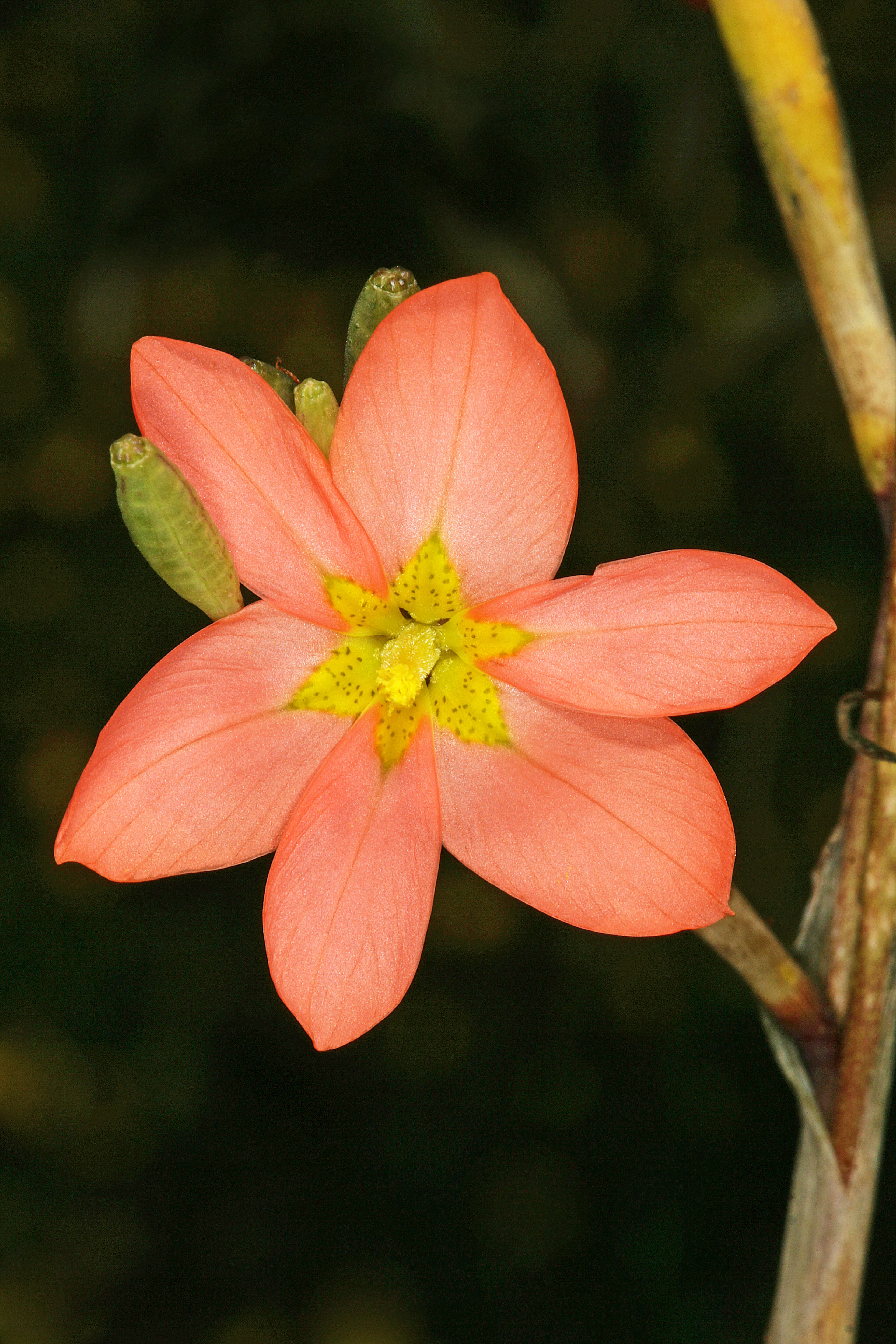 Image of two-leaf Cape tulip