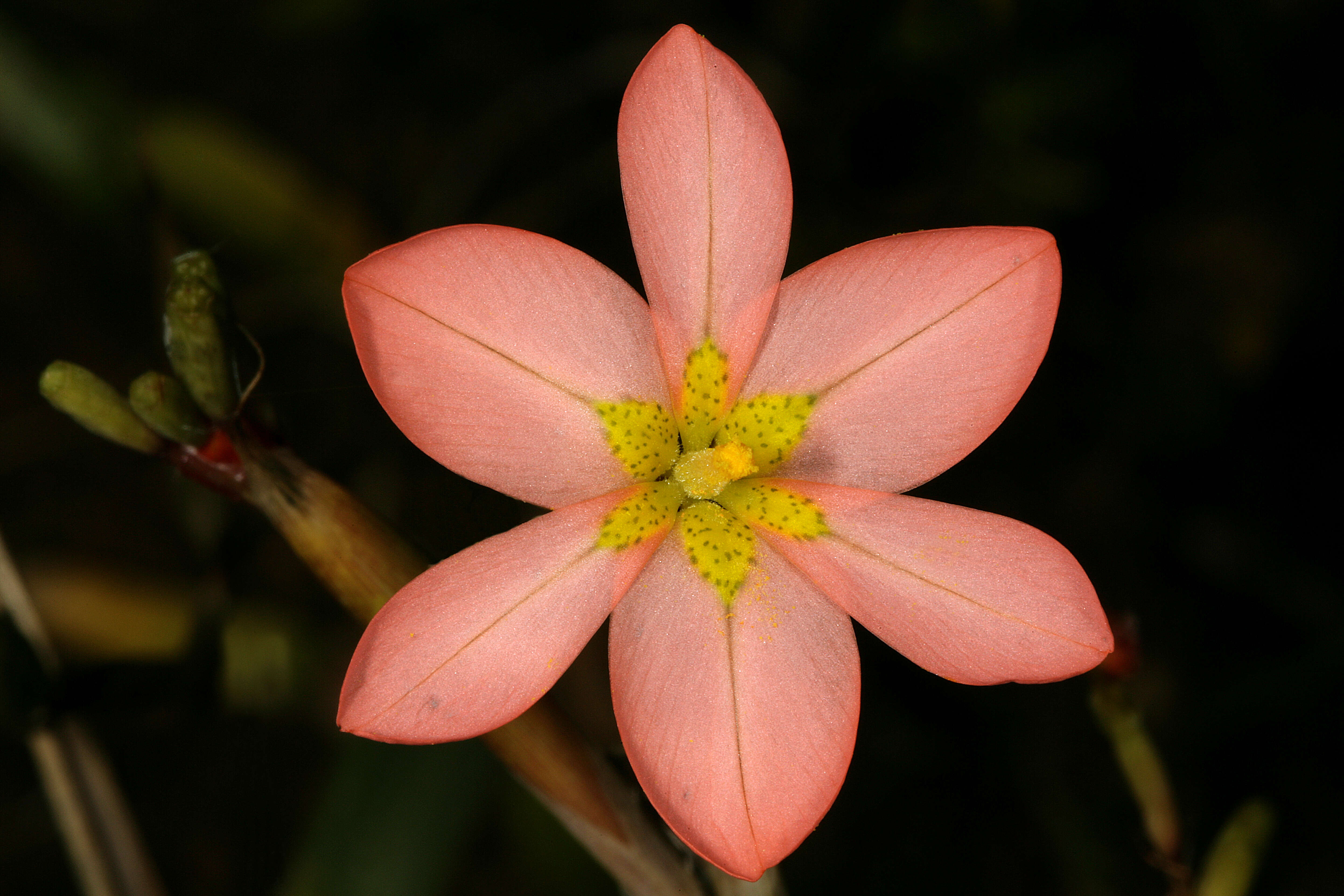 Image of two-leaf Cape tulip