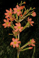 Image of two-leaf Cape tulip