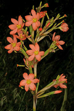 Image of two-leaf Cape tulip