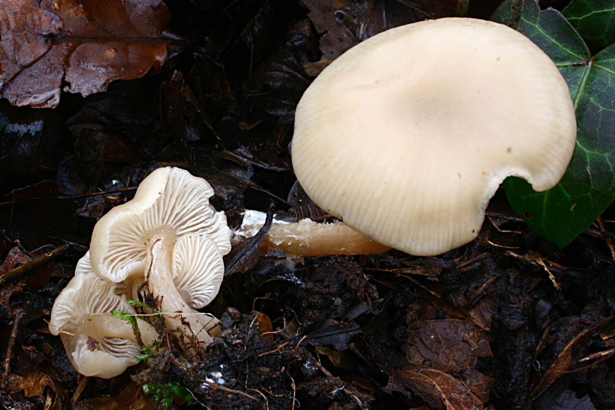 Plancia ëd Clitocybe fragrans (With.) P. Kumm. 1871