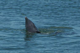 Image of Bottlenose Dolphin