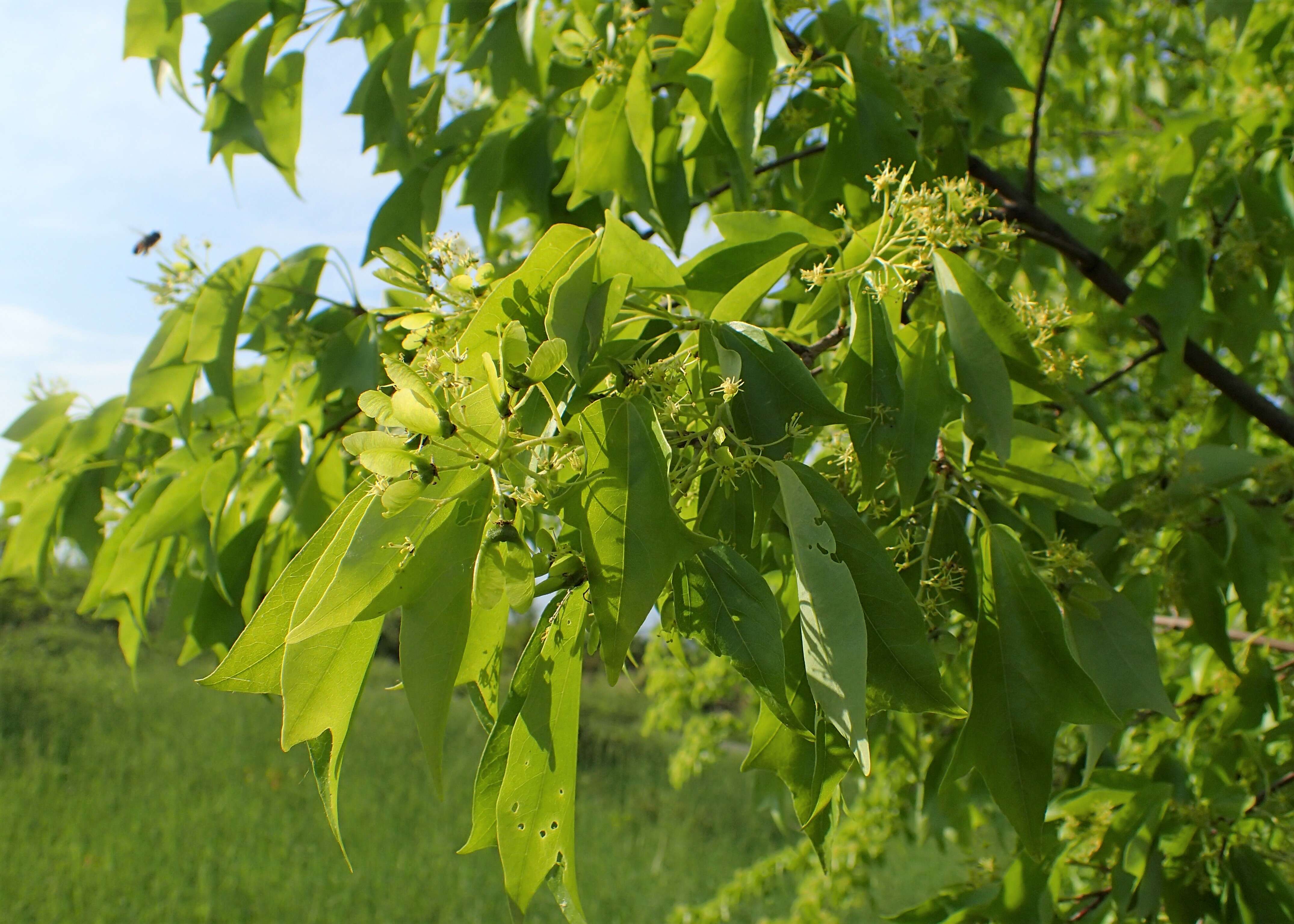 Image of three-toothed maple