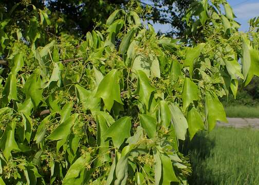 Image of three-toothed maple