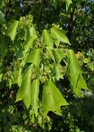 Image of three-toothed maple