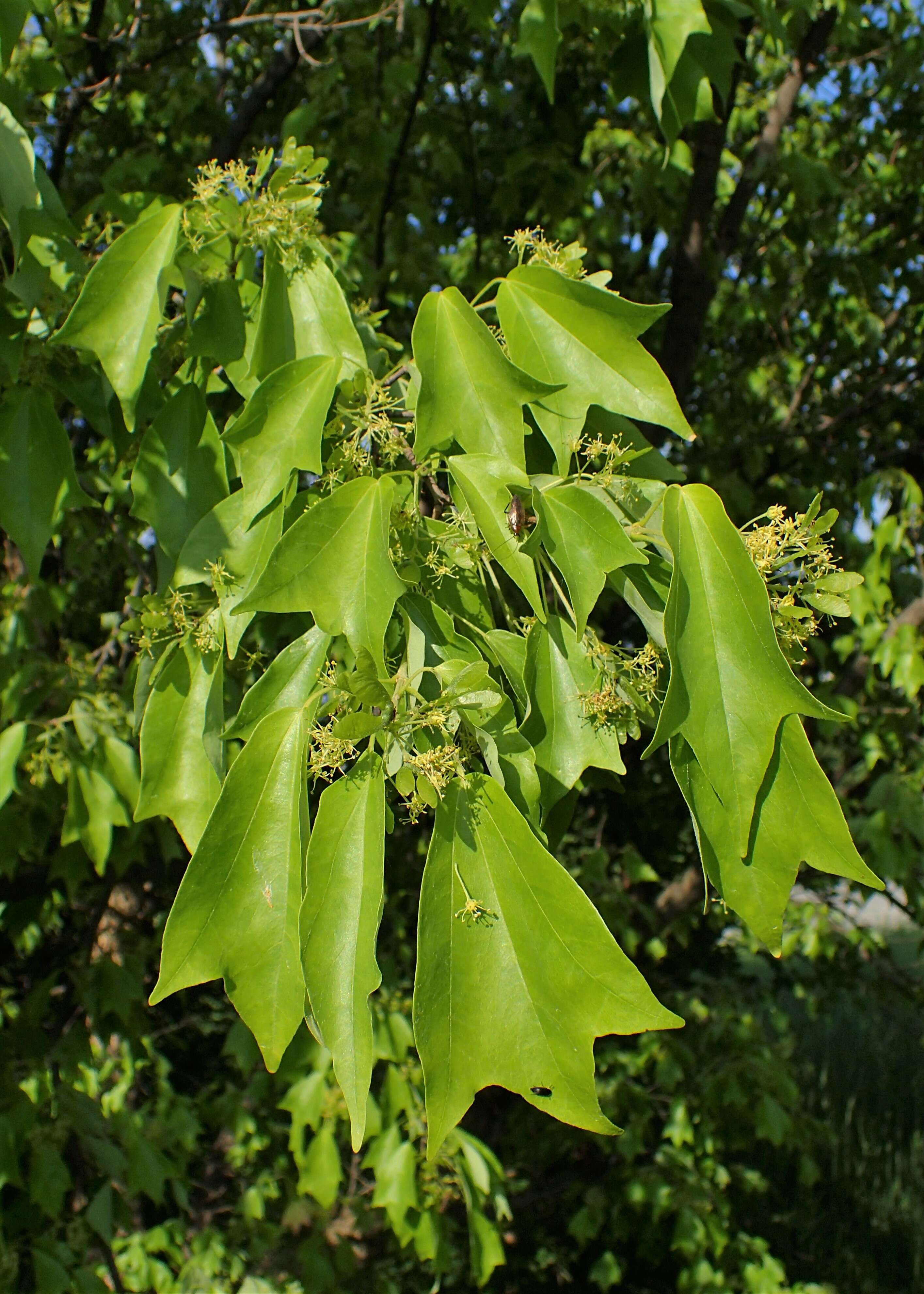 Image of three-toothed maple