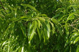 Image of Chinese cork oak