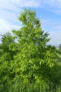 Image of Chinese cork oak