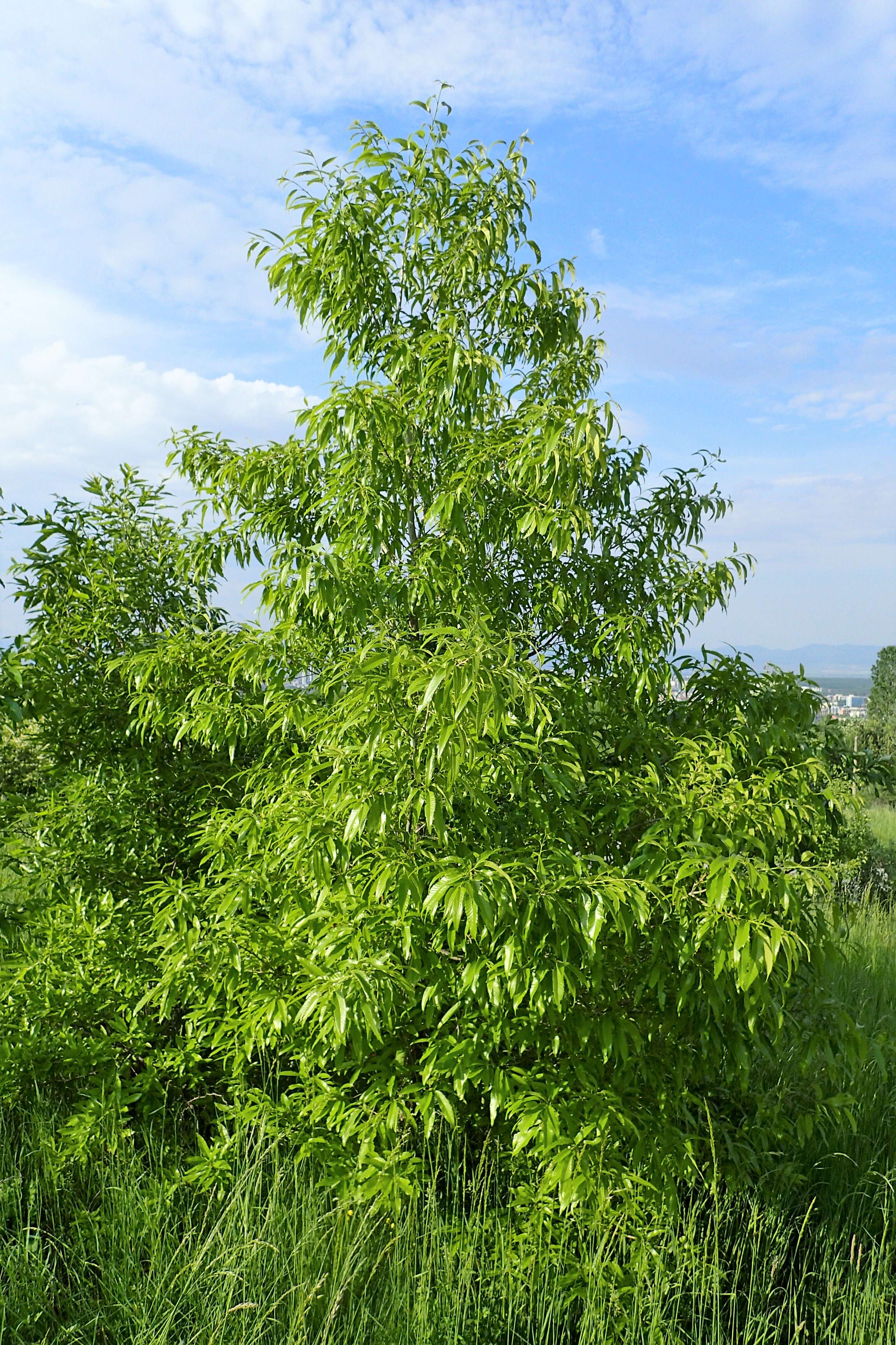 Image of Chinese cork oak