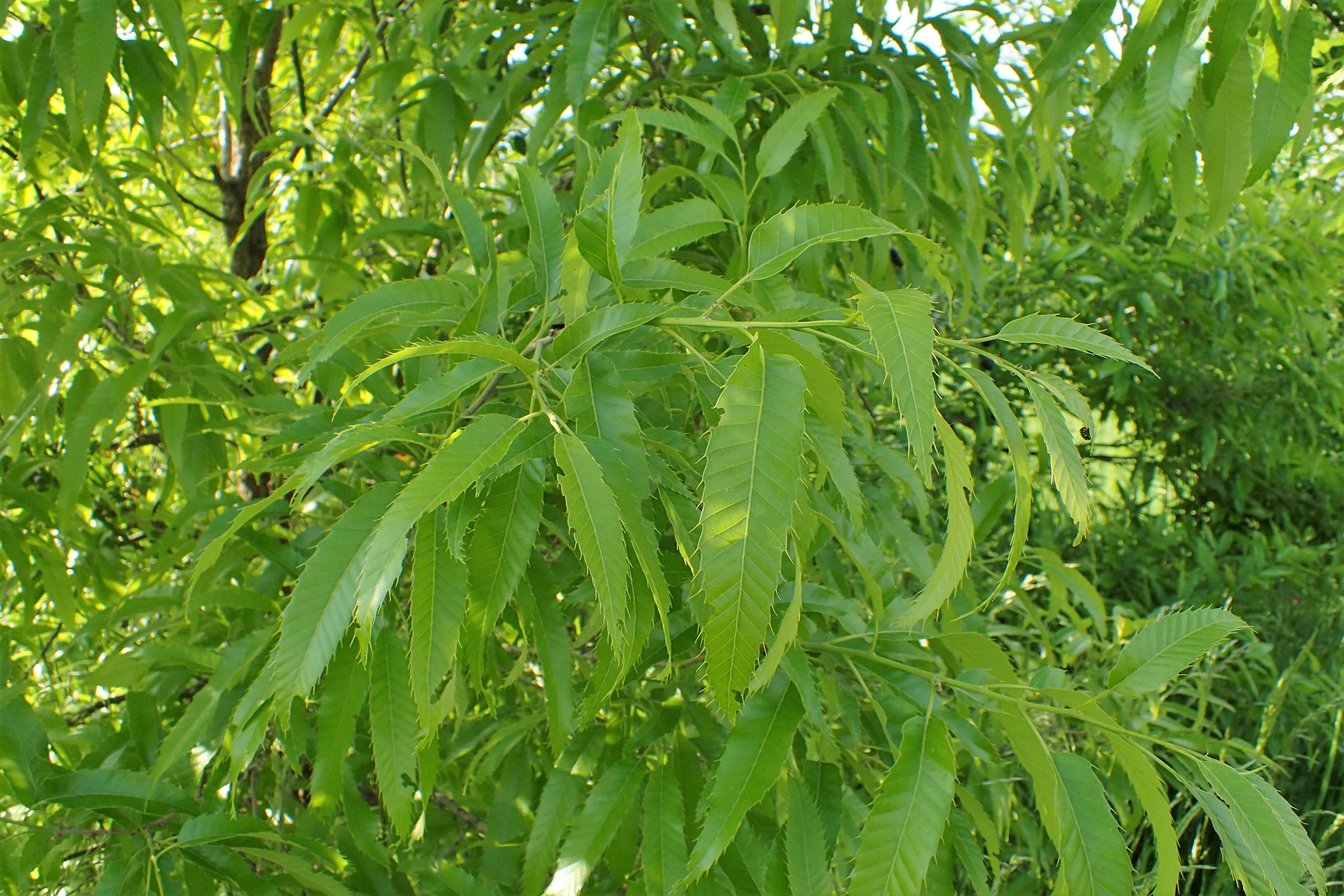 Image of Chinese cork oak