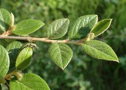 Image of orange cotoneaster