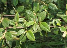 Image of orange cotoneaster