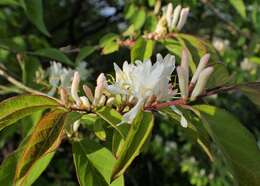 Imagem de Lonicera fragrantissima Lindl. & Paxt.