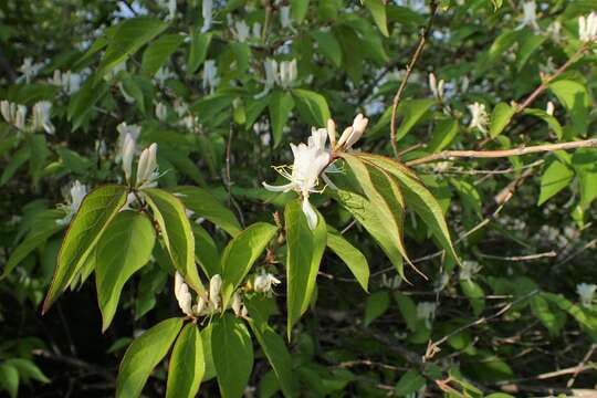 Image of sweet breath of spring