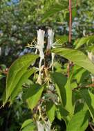 Imagem de Lonicera fragrantissima Lindl. & Paxt.