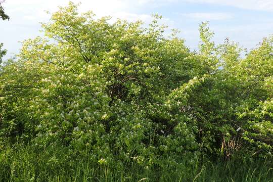 Image of sweet breath of spring