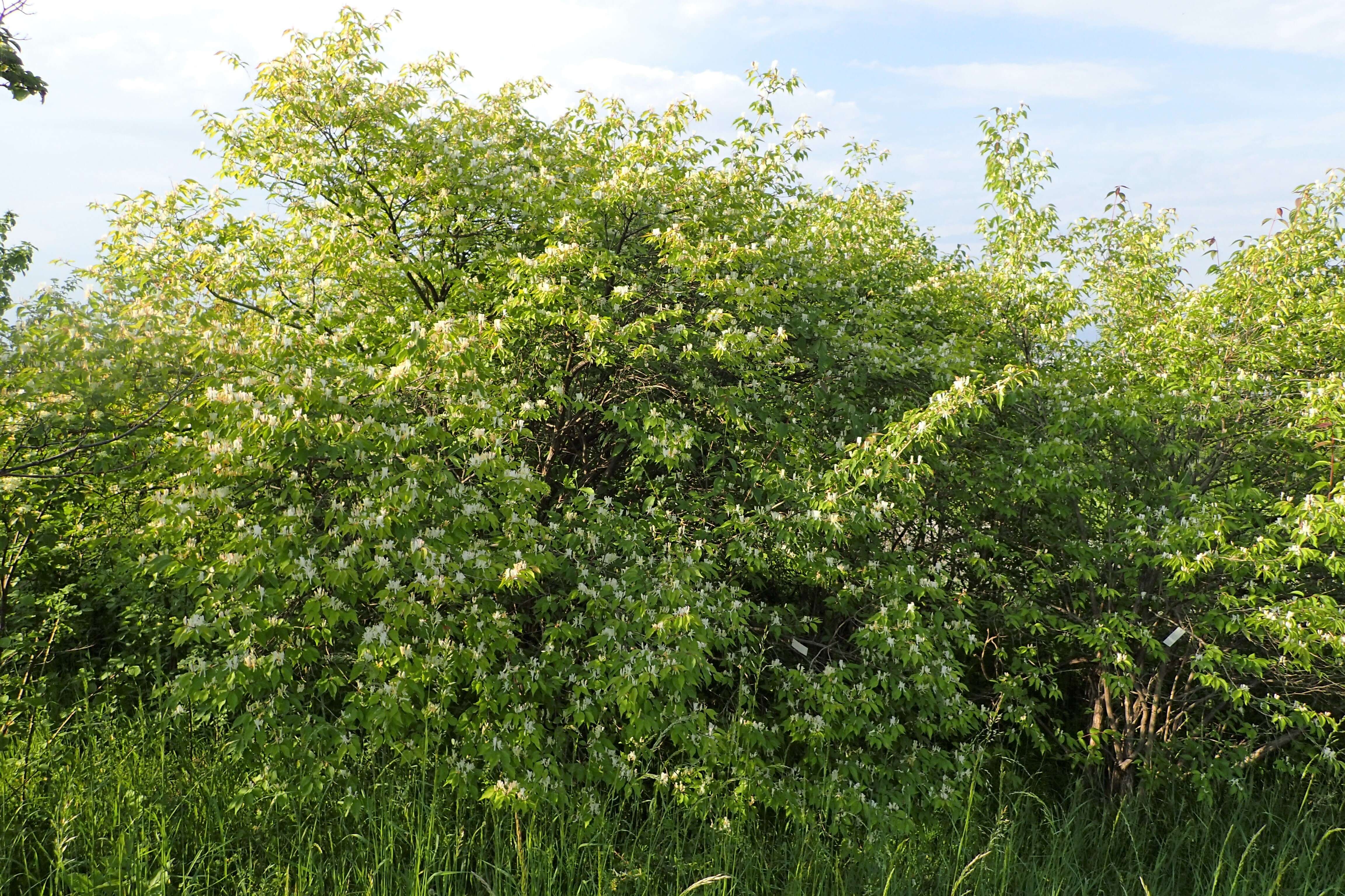 Imagem de Lonicera fragrantissima Lindl. & Paxt.