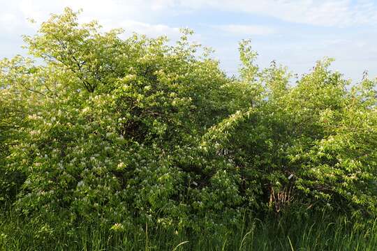 Image of sweet breath of spring