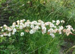 صورة Spiraea prunifolia Sieb. & Zucc.