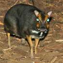 Image of Balabac Chevrotain