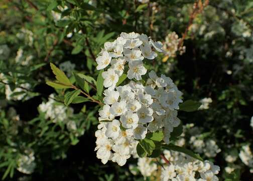 Image de Spiraea cantoniensis Lour.