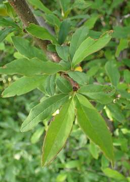 Image of Cathay Quince