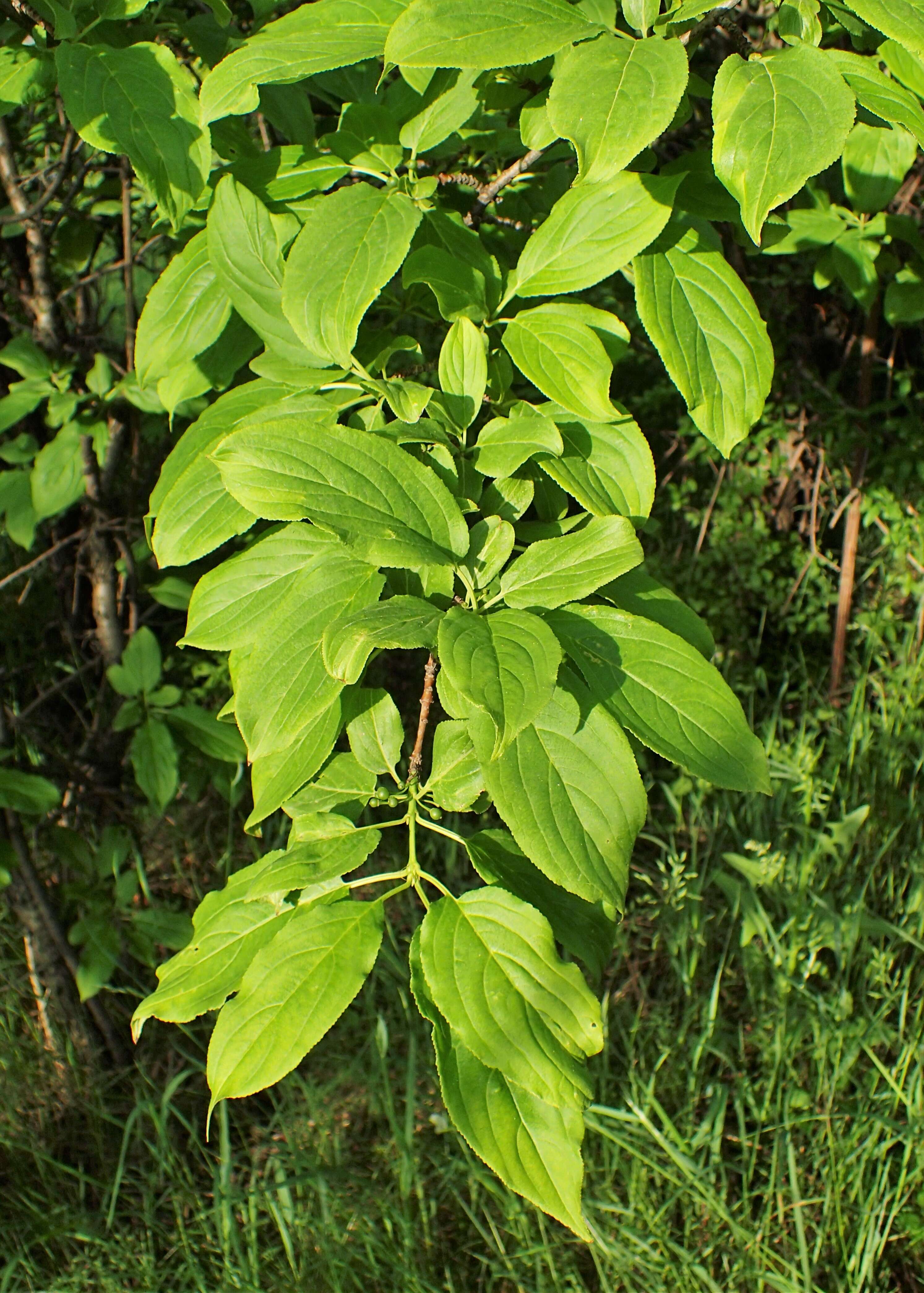 Image of Rhamnus davurica