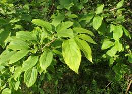 Image of Rhamnus davurica