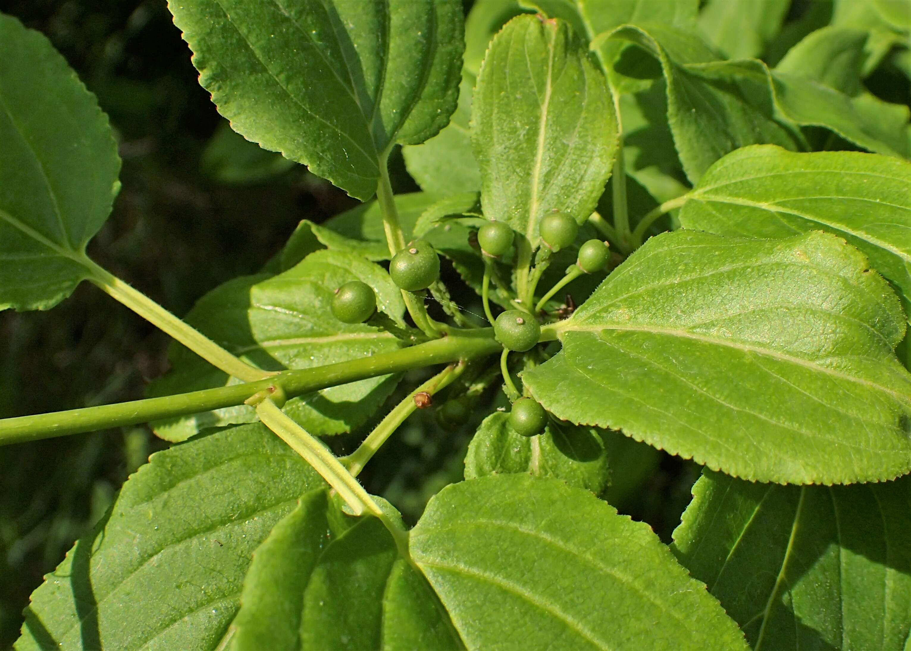 Image of Rhamnus davurica